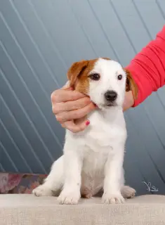 Additional photos: Jack Russell Terrier puppies (FCI)