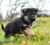 Photo №3. German Shepherd puppies. Belarus