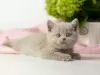 Photo №1. british shorthair - for sale in the city of Garmisch-Partenkirchen | negotiated | Announcement № 125401