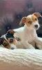 Photo №1. jack russell terrier - for sale in the city of Łeba | 370$ | Announcement № 13563