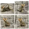 Photo №2 to announcement № 123968 for the sale of bengal cat - buy in Russian Federation private announcement