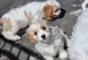 Photo №3. Affectionate Cavachon puppies. Lithuania