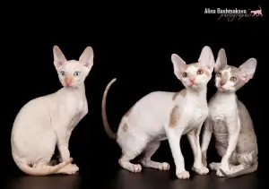 Photo №3. VIP-kittens breed Cornish Rex. Russian Federation