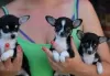 Photo №2 to announcement № 130294 for the sale of chihuahua - buy in Germany private announcement