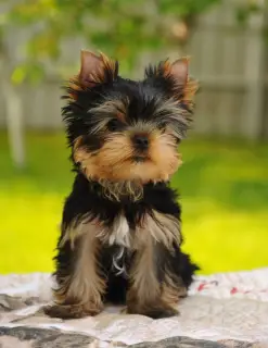 Additional photos: Yorkshire terrier boys for sale!