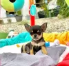 Photo №4. I will sell chihuahua in the city of Porto. breeder - price - Is free