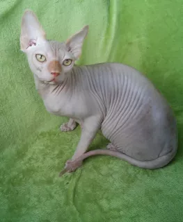 Additional photos: Canadian Sphynx rare color