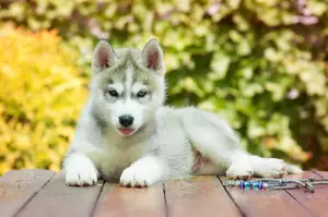 Photo №1. siberian husky - for sale in the city of Tolyatti | 266$ | Announcement № 2598