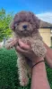 Additional photos: Poodle puppies