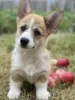 Additional photos: Welsh Corgi Puppies