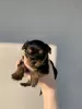 Additional photos: Yorkshire terrier puppies