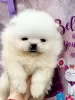 Photo №1. pomeranian - for sale in the city of Loznica | negotiated | Announcement № 127650