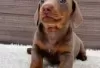 Photo №2 to announcement № 131496 for the sale of dachshund - buy in Finland private announcement