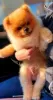 Photo №4. I will sell pomeranian in the city of Werbass.  - price - negotiated