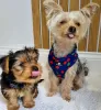 Photo №1. yorkshire terrier - for sale in the city of Centras Eldership | 507$ | Announcement № 116173