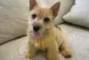 Photo №2 to announcement № 126984 for the sale of norwich terrier - buy in Germany private announcement