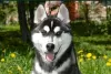 Photo №2 to announcement № 11335 for the sale of siberian husky - buy in United Kingdom private announcement