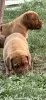 Additional photos: Dogue de Bordeaux puppies