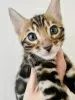 Additional photos: Bengal kittens