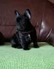 Photo №2 to announcement № 124222 for the sale of french bulldog - buy in Serbia breeder