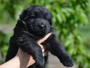 Photo №3. puppies German long-haired shepherd-boys and girls KSU / FCI, 33 days, book. Ukraine