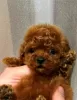 Photo №1. poodle (dwarf) - for sale in the city of Werbass | negotiated | Announcement № 100939