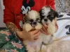 Photo №1. shih tzu - for sale in the city of Virginia Beach | 500$ | Announcement № 63478