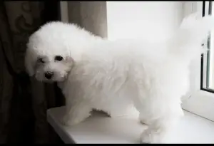 Additional photos: Adorable Bichon Frize puppies