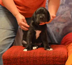 Additional photos: Great Dane puppies