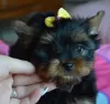 Photo №2 to announcement № 56033 for the sale of yorkshire terrier - buy in Poland breeder