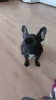 Photo №1. french bulldog - for sale in the city of Ясень | 379$ | Announcement № 53019