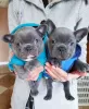 Photo №2 to announcement № 30011 for the sale of french bulldog - buy in Germany private announcement