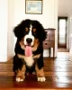 Photo №1. bernese mountain dog - for sale in the city of Tallinn | negotiated | Announcement № 127555