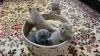 Photo №1. scottish fold - for sale in the city of Pritzwalk | 520$ | Announcement № 27455