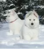 Photo №3. White swiss shepherd puppies for sale. Kazakhstan