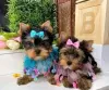 Photo №1. yorkshire terrier - for sale in the city of Pittsburgh | 400$ | Announcement № 129525