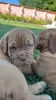 Additional photos: Dogue de Bordeaux puppies