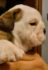 Additional photos: English bulldog boy