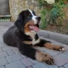 Photo №1. bernese mountain dog - for sale in the city of Trieste | 1352$ | Announcement № 20675