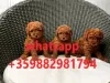 Photo №2 to announcement № 100505 for the sale of poodle (toy) - buy in Bulgaria private announcement