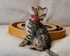 Photo №2 to announcement № 13800 for the sale of bengal cat - buy in Germany private announcement