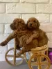 Additional photos: Toy poodle puppies are red