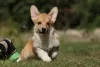 Photo №1. welsh corgi - for sale in the city of Zaporizhia | 740$ | Announcement № 79316