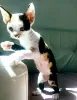 Additional photos: Devon Rex kittens