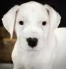 Additional photos: Dogo argentino puppy