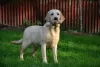 Photo №1. labrador retriever - for sale in the city of Киурувеси | 1162$ | Announcement № 113540