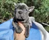 Photo №2 to announcement № 56566 for the sale of french bulldog - buy in United Kingdom private announcement