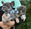 Photo №2 to announcement № 115984 for the sale of french bulldog - buy in Russian Federation breeder