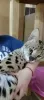 Additional photos: Serval kittens