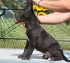 Photo №3. Cane Corso puppies. Serbia